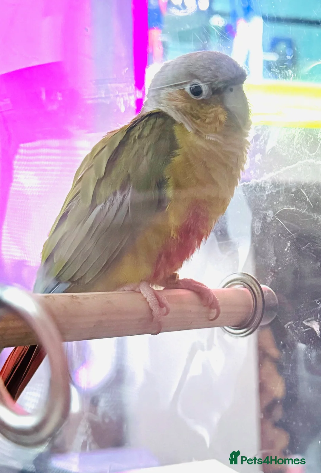 Conures birds for sale: Cinnamon Conure for Sale – 3 Years Old in Ilford - Advert 2