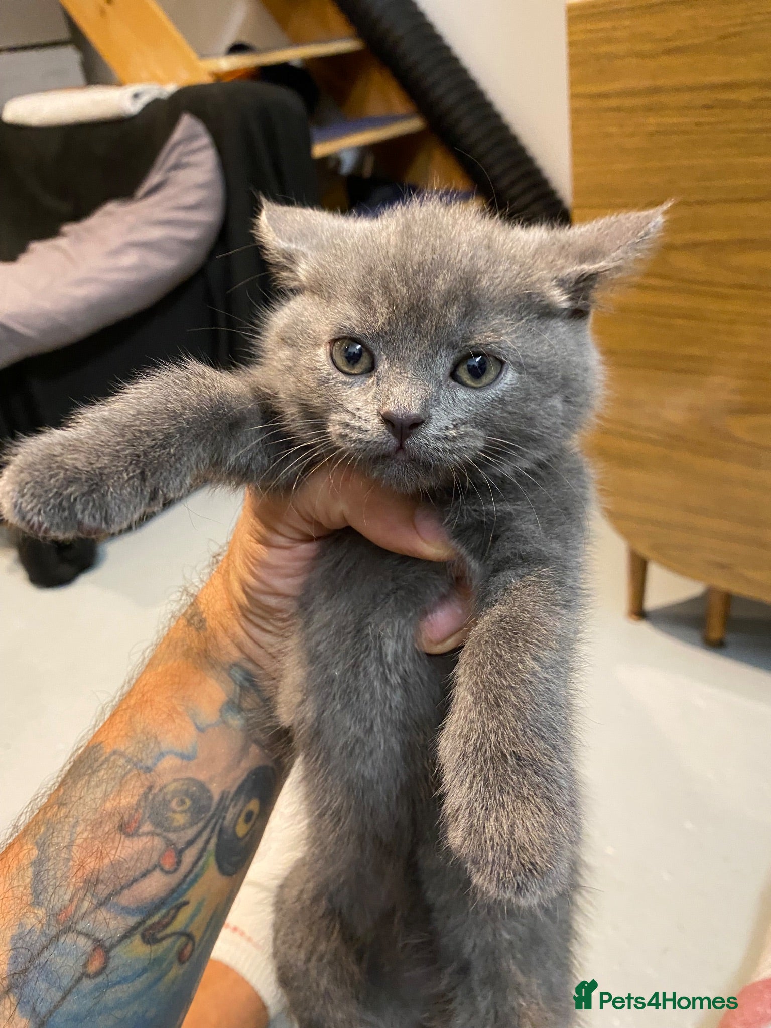 British Shorthair cats British short hair 1 Boy 5 Girls  - Advert 1
