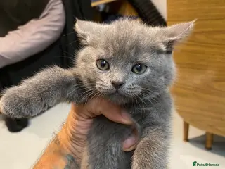 British Shorthair cats British short hair 1 Boy 5 Girls - Advert 1