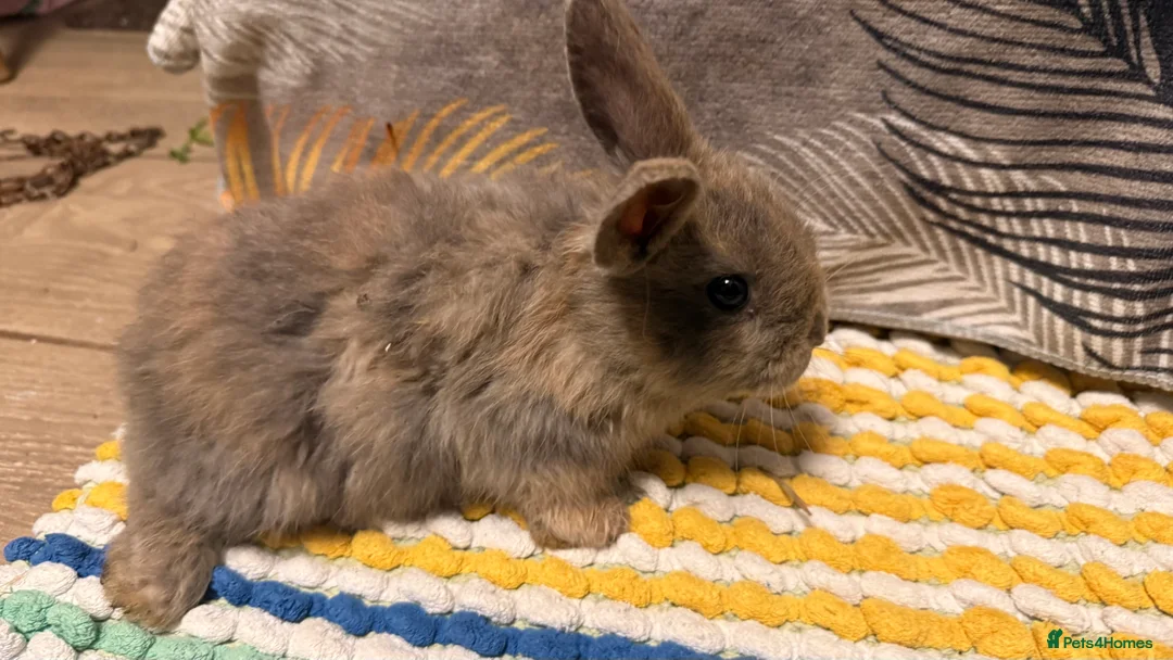 Mixed Breed rabbits for sale: Cute rabbits for sale  - Advert 7