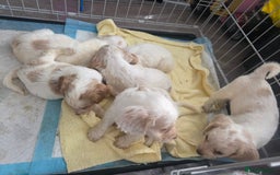 Cocker Spaniel dogs for sale: READY NOW working cocker spaniel pups - Image 8