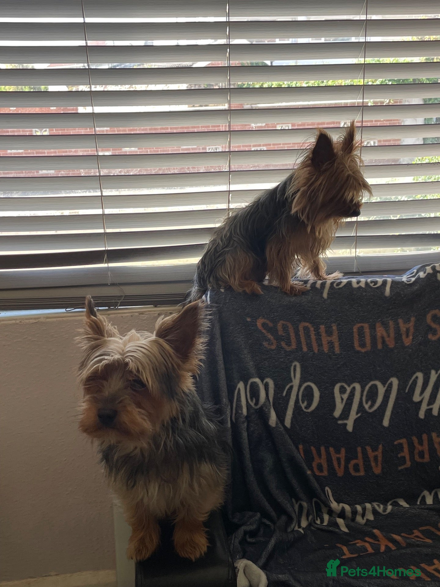 Yorkshire Terrier dogs Yorkshire Terrier puppies 🐶  - Advert 2