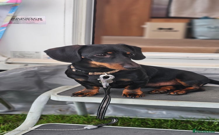 Miniature Dachshund dogs - Advert 2