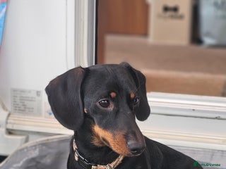 Miniature Dachshund dogs - Advert 2