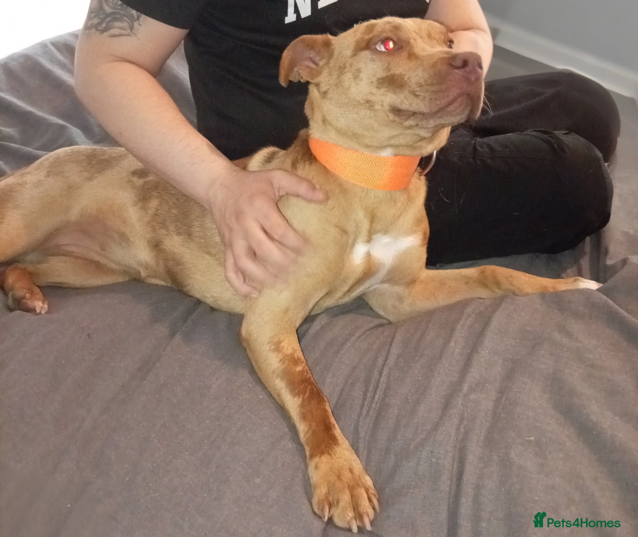 Mixed Breed dogs 10month old female - Advert 1