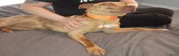 Mixed Breed dogs for sale: 10month old female - Advert 1
