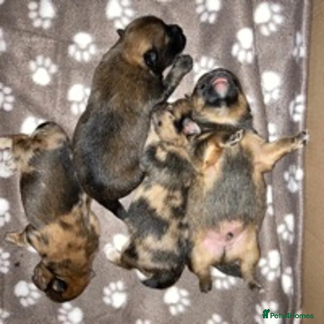 Pomeranian dogs for stud: Chocolate Merle Stud Health Tested in Dartford - Advert 15