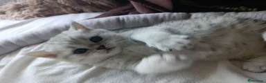 British Shorthair 3