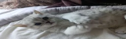 British Shorthair cats for sale: British Shorthair kittens  - Advert 6