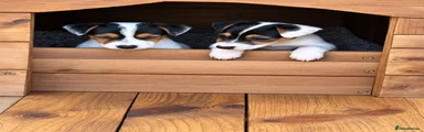 Jack Russell 3