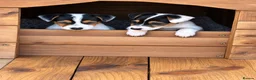 Jack Russell dogs for sale: Jack Russell's for sale in Slough - Advert 4