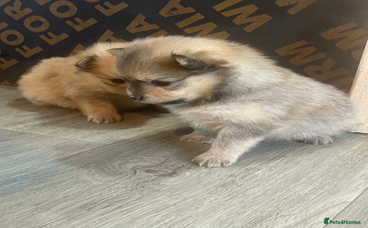 Pomeranian dogs - Advert 1