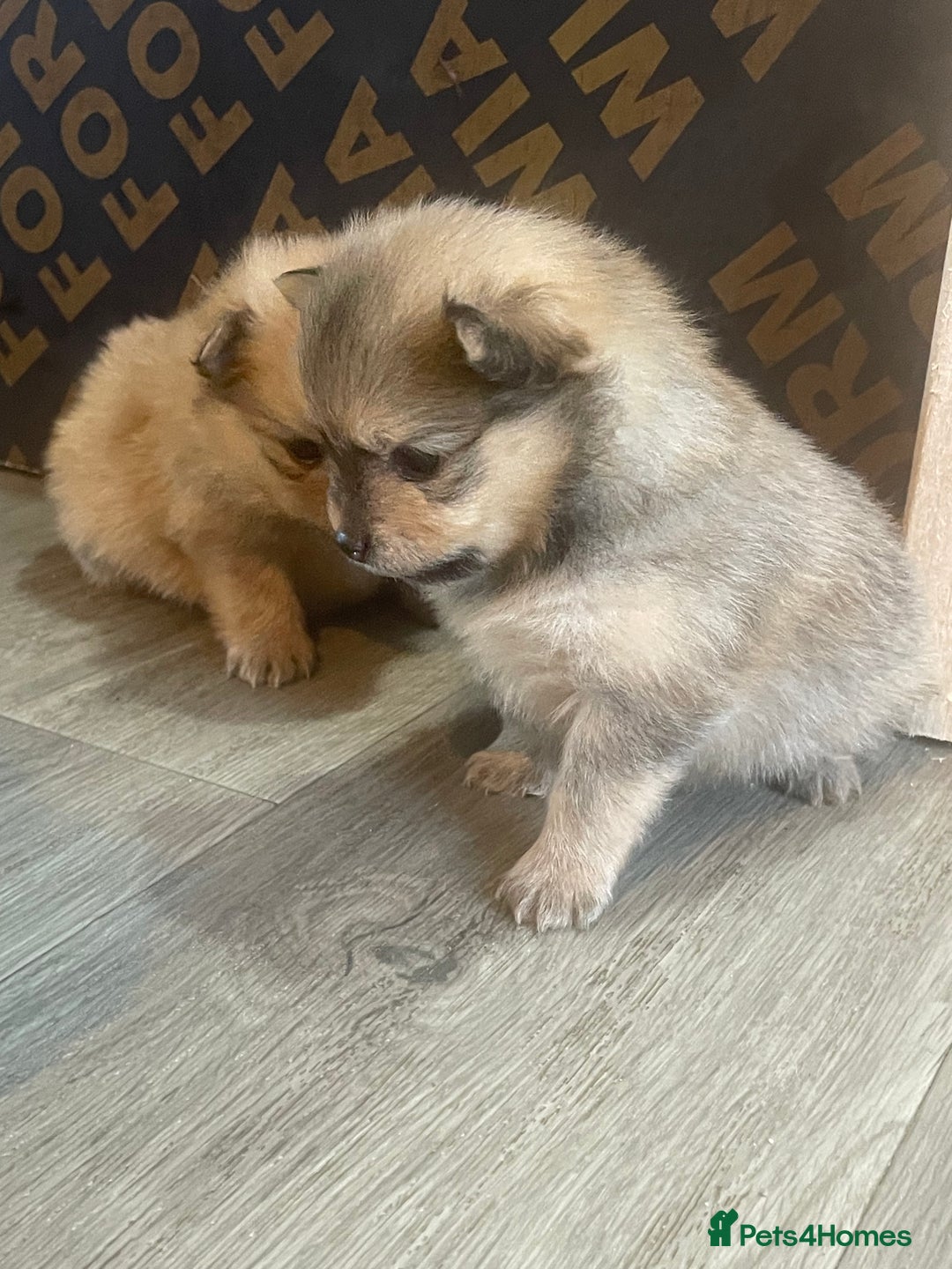 Pomeranian dogs for sale: 3 stunning girls  - Image 1