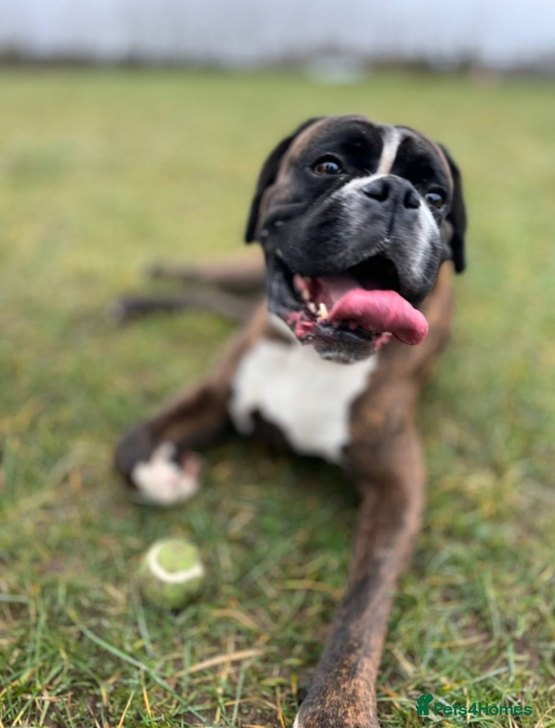 Boxer dogs for sale: Beautiful Pedigree Girls - Advert 6