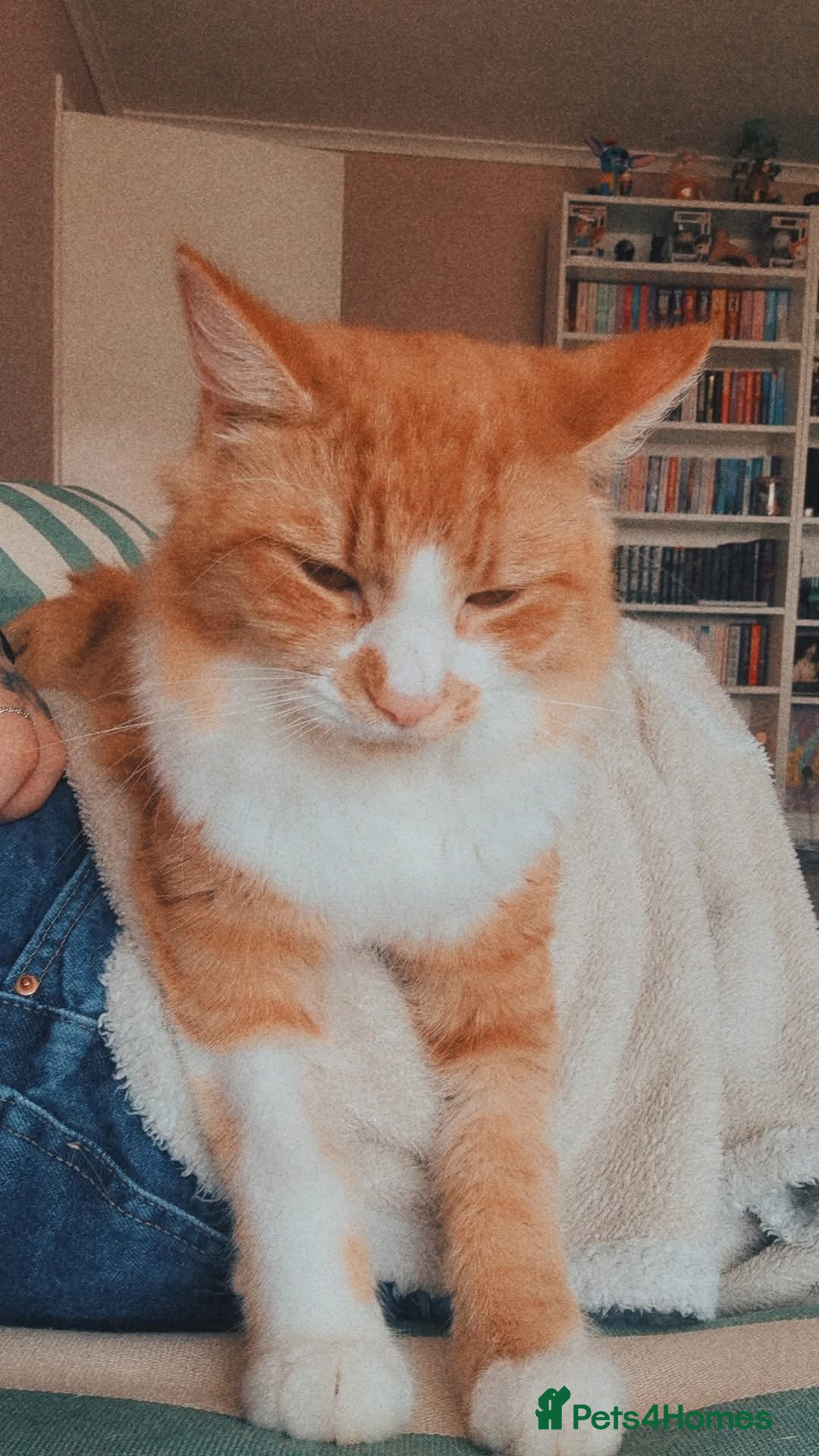 Mixed Breed cats for sale: Long hair ginger and white males  - Advert 7