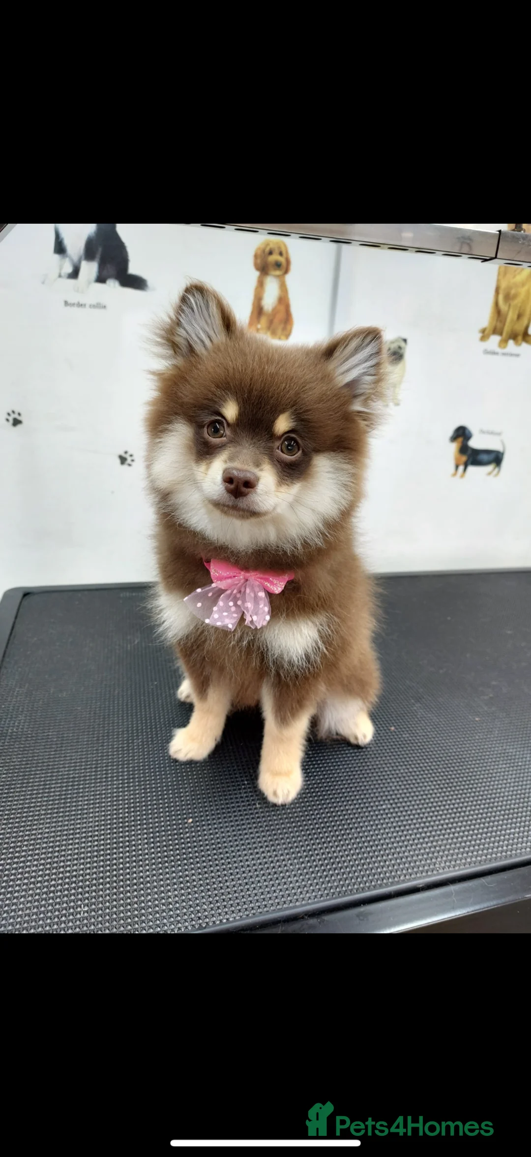 Pomsky dogs for sale: Chocolate and tan Pomsky  in Swansea - Advert 5