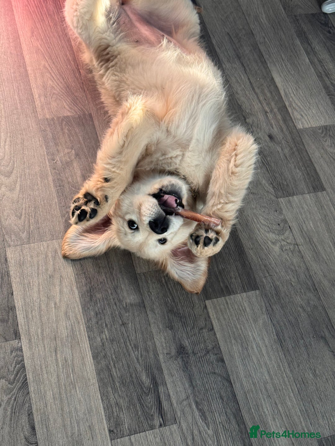 Golden Retriever dogs for sale: Stunning KC Golden Retriever Girl.  - Advert 2