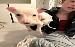 Lurcher dogs for sale: Whippet puppies - Image 1