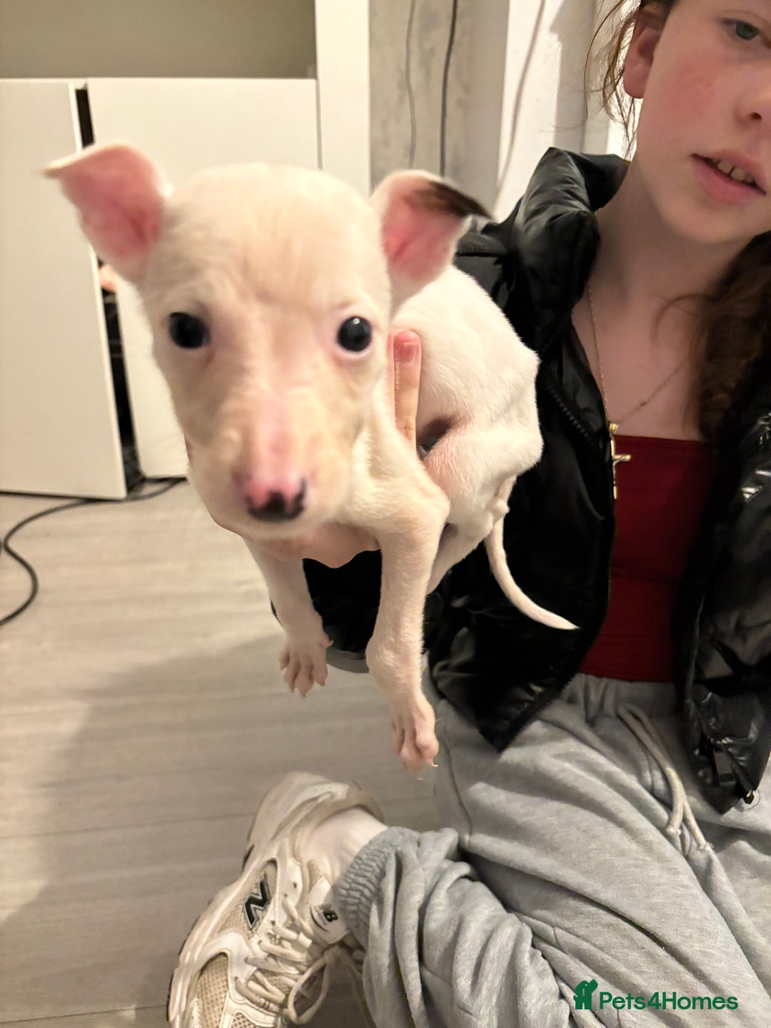 Lurcher dogs for sale: Whippet puppies - Image 1