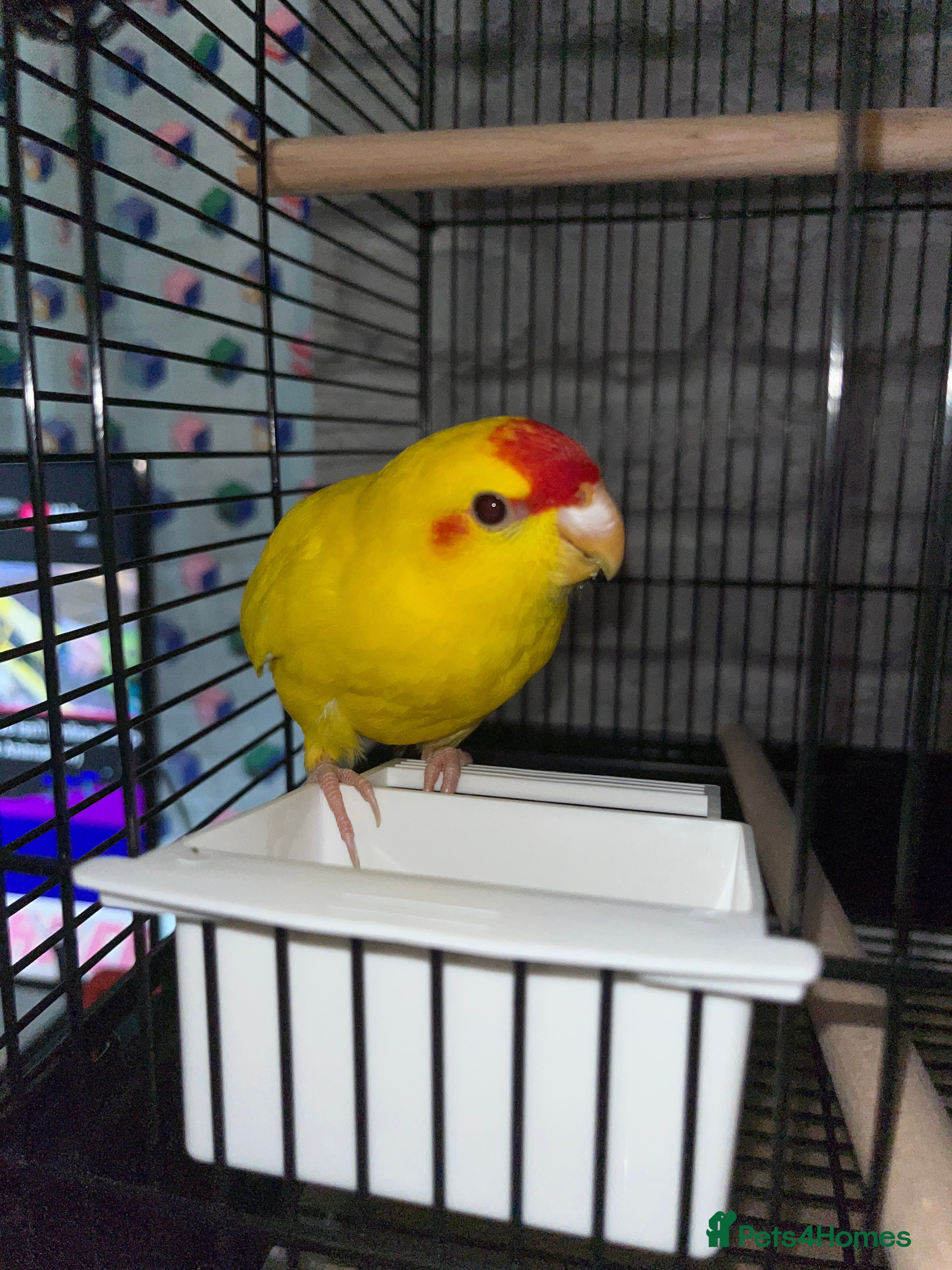 Parakeets birds Pika the kakariki for sale  - Advert 2