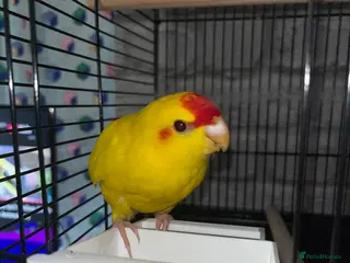 Parakeets birds Pika the kakariki for sale - Advert 2