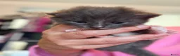 Mixed Breed cats for sale: 5 beautiful kittens - Advert 4