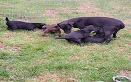 Patterdale Terrier dogs for sale: 4 Lovely Patterdale Puppies - Image 13
