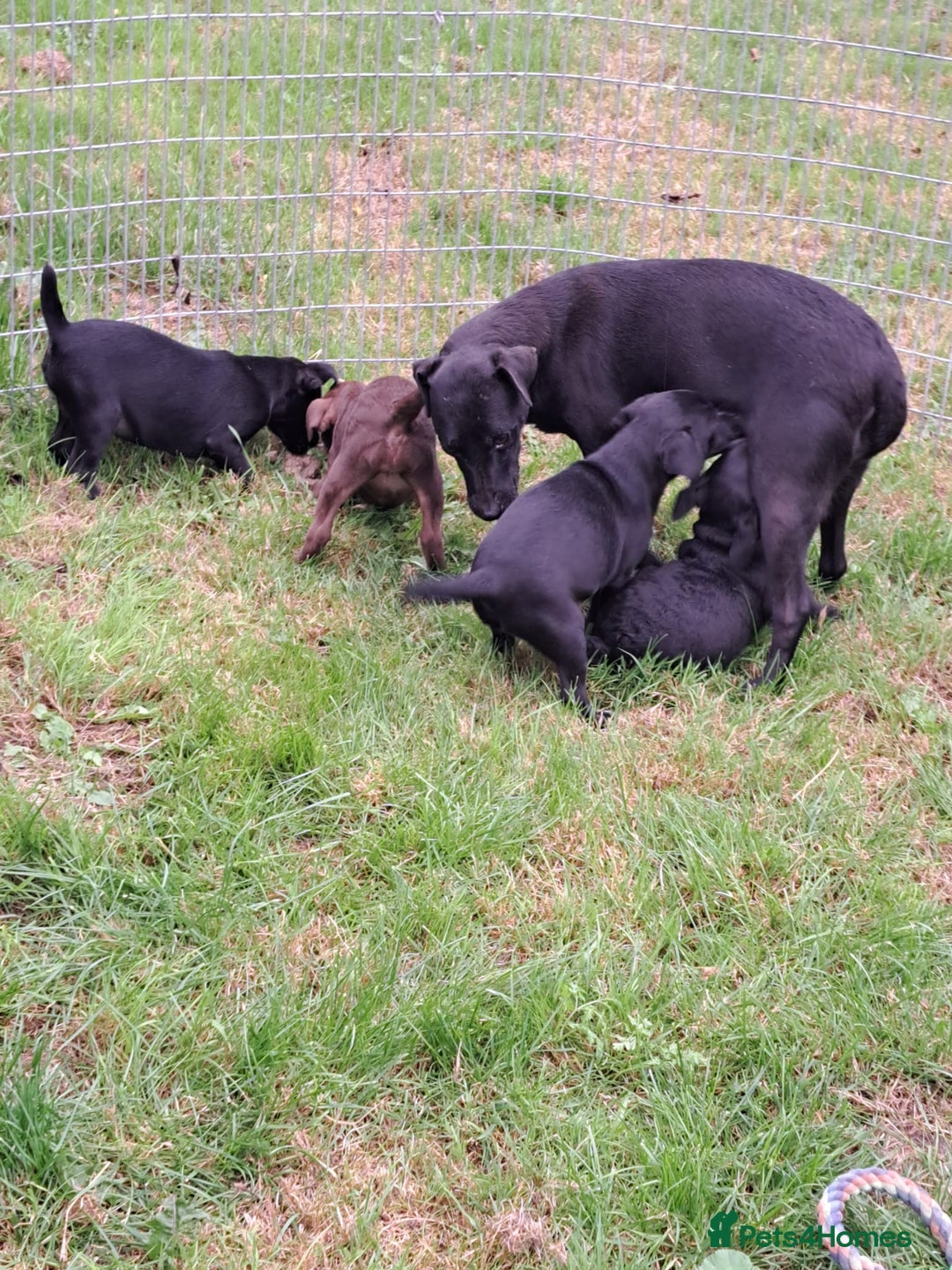 Patterdale Terrier dogs for sale: 4 Lovely Patterdale Puppies - Image 13