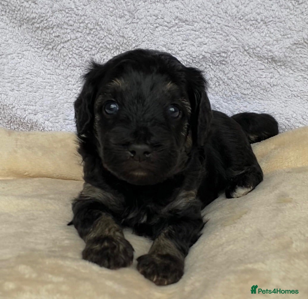 Mixed Breed dogs Cockapoo mix  - Advert 2