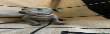 Whippet Puppy 2