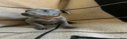 Whippet dogs for sale: Exceptional Puppies from health tested parents - Advert 14