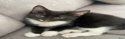 Mixed Breed cats for sale: Adorable kittens up for sale!  - Advert 2