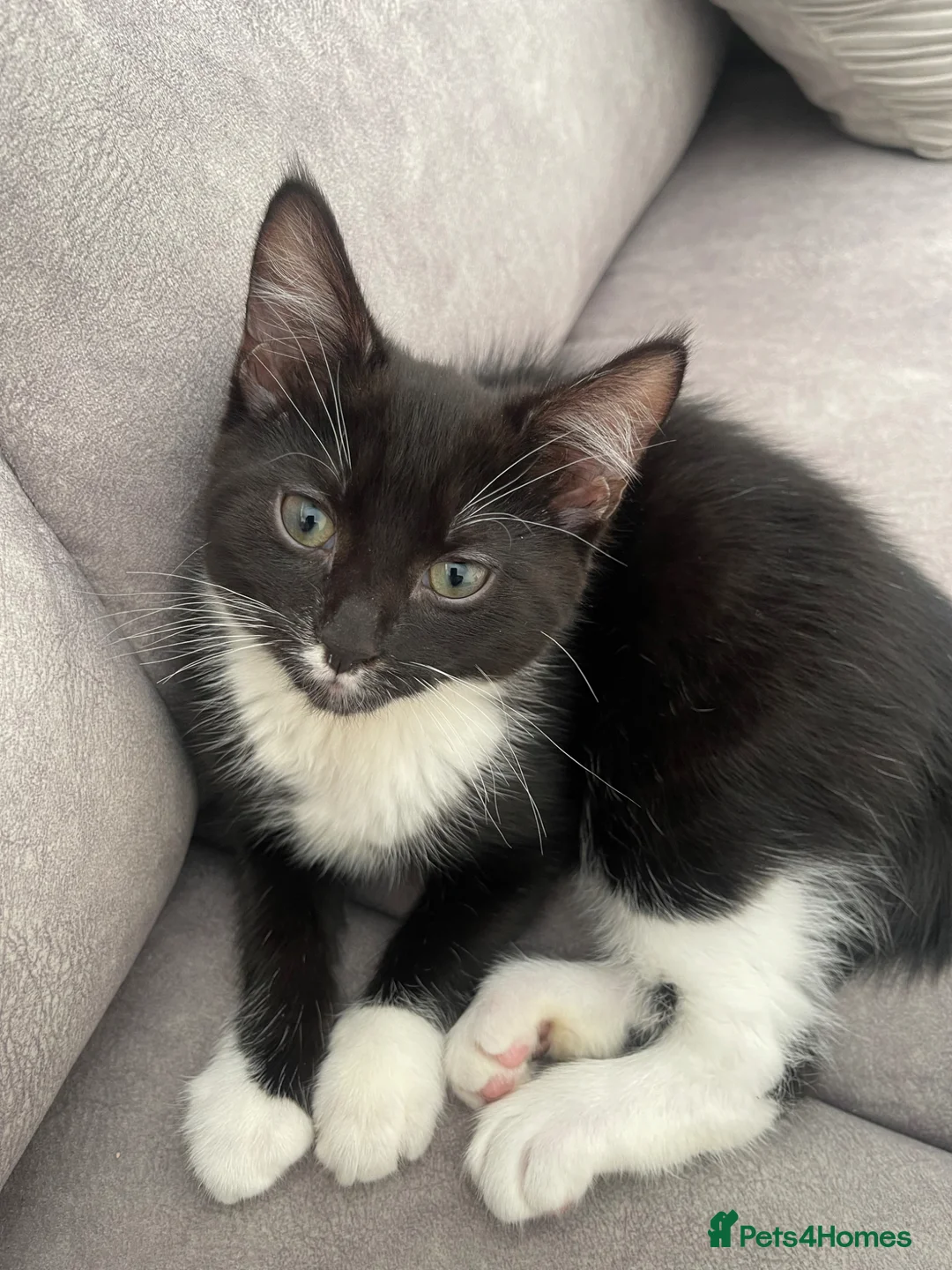 Mixed Breed cats for sale: Adorable kittens up for sale!  - Advert 2