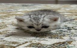 British Shorthair cats for sale: 2 TICA registered BSH kittens  - Image 7