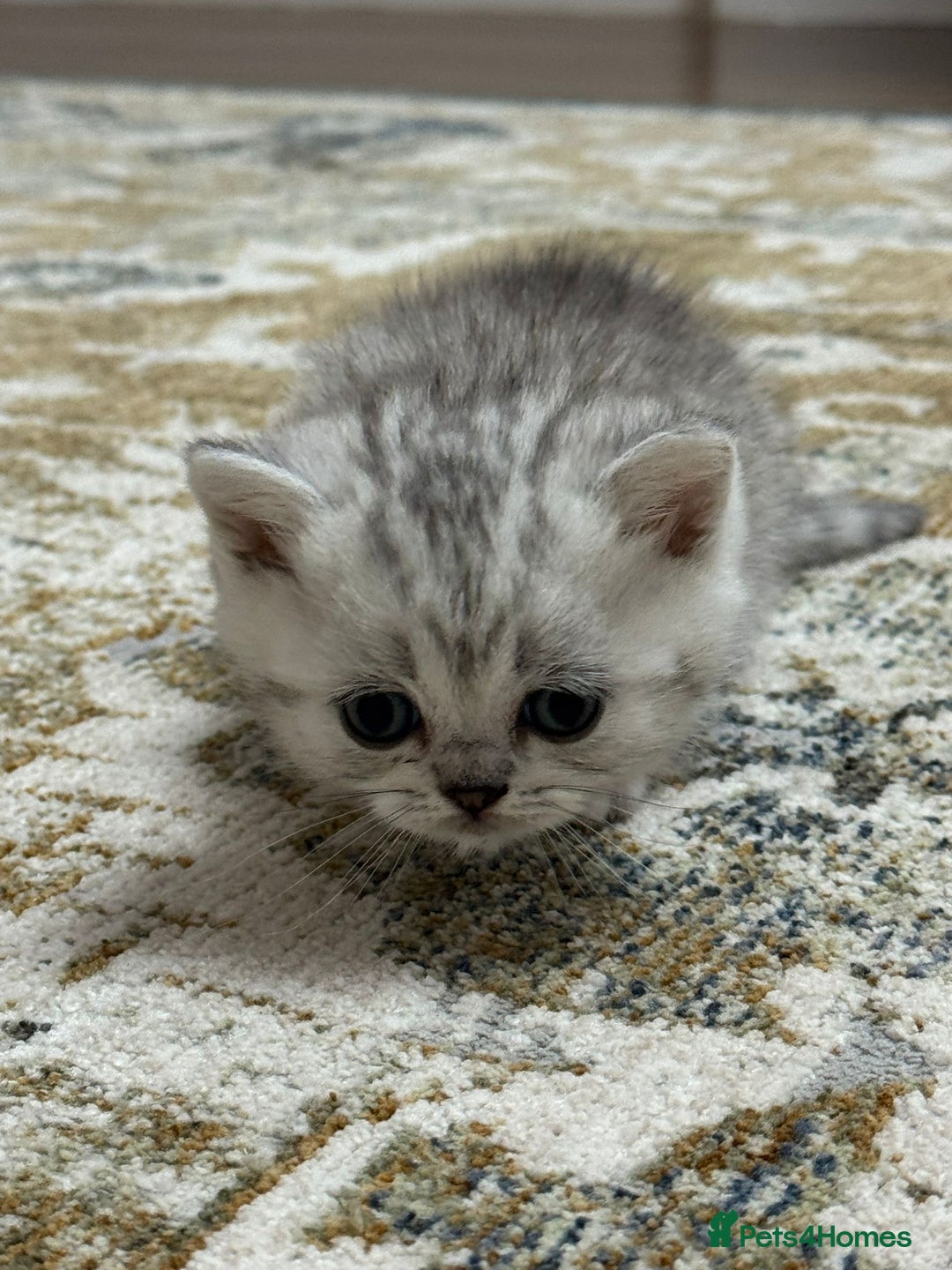 British Shorthair cats for sale: 2 TICA registered BSH kittens  - Image 7