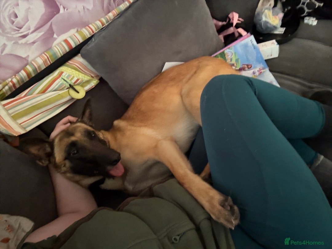 Belgian Shepherd Dog dogs for sale: Beautiful Mali  - Advert 1