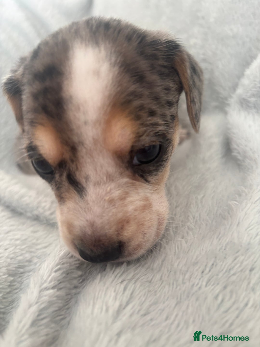 Mixed Breed dogs for sale: Unique mixed breed - Image 22