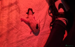 Chihuahua dogs for stud: Stud long haired white Chihuahua  in Coatbridge - Image 10