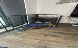 Dachshund dogs for sale: Gorgeous, playful dapple Dachshund for rehoming - Image 10