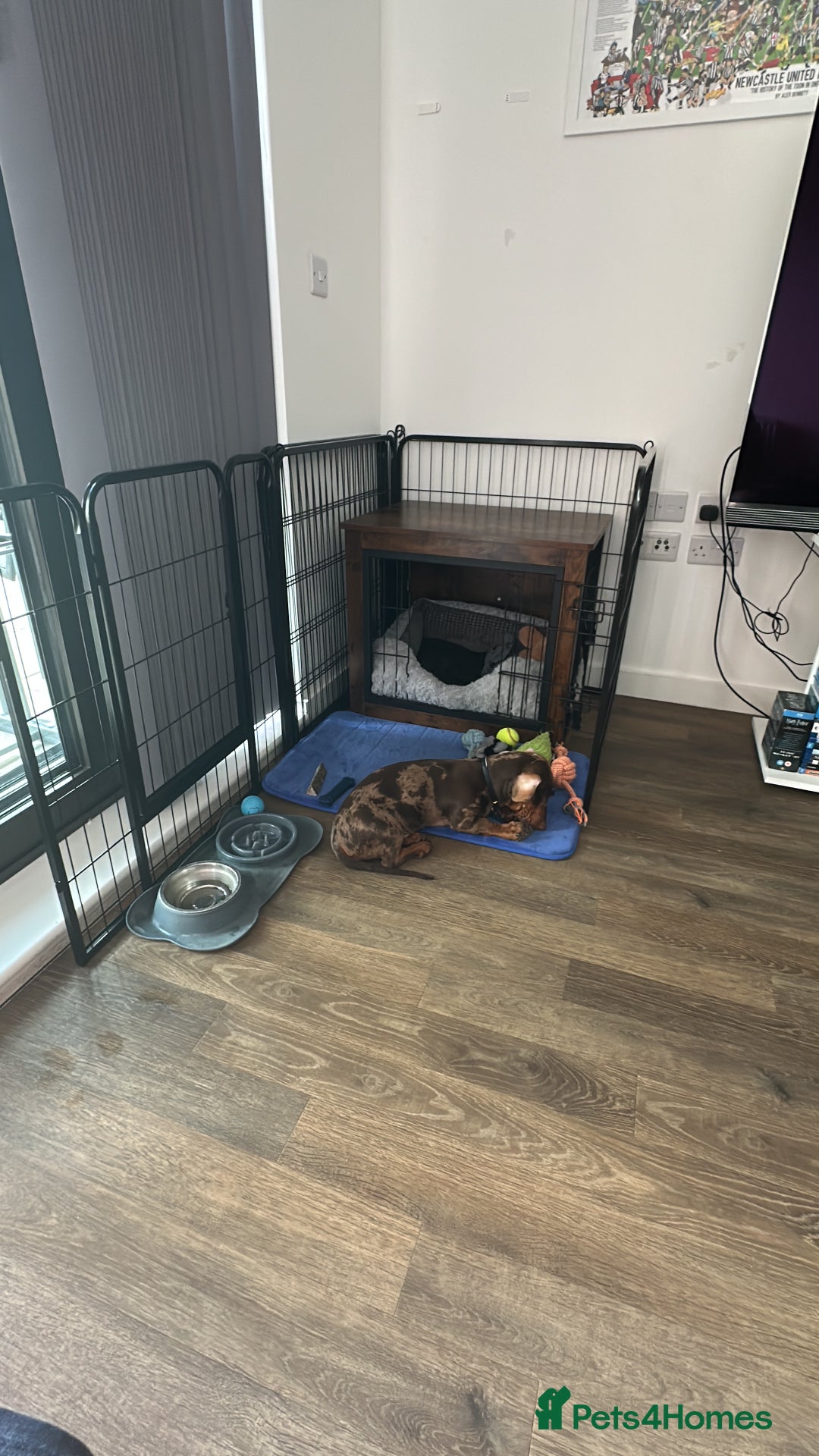 Dachshund dogs for sale: Gorgeous, playful dapple Dachshund for rehoming - Image 10