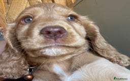 Cocker Spaniel dogs for sale: Gold show cocker pups ready now  - Image 3