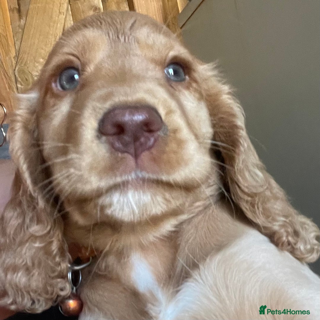 Cocker Spaniel dogs for sale: Gold show cocker pups ready now  - Image 3