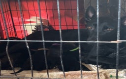 Mixed Breed dogs for sale: Belgian Mali x cane corso ready now 9 wks old  - Image 2