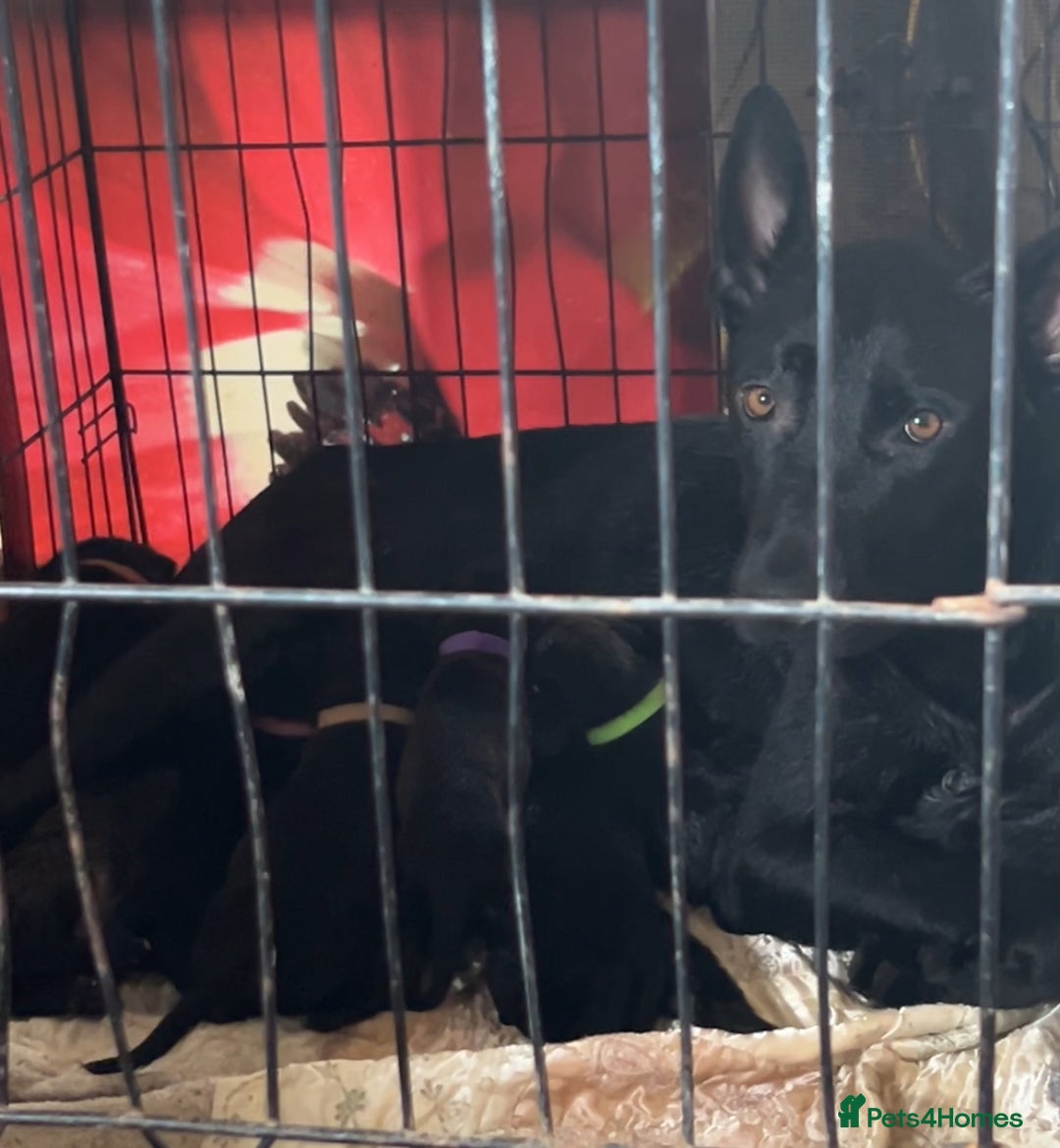 Mixed Breed dogs for sale: Belgian Mali x cane corso ready now 9 wks old  - Image 2