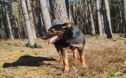 German Shepherd dogs for adoption: Claudia’s Story: The Dog Who Chose to Live - Image 6