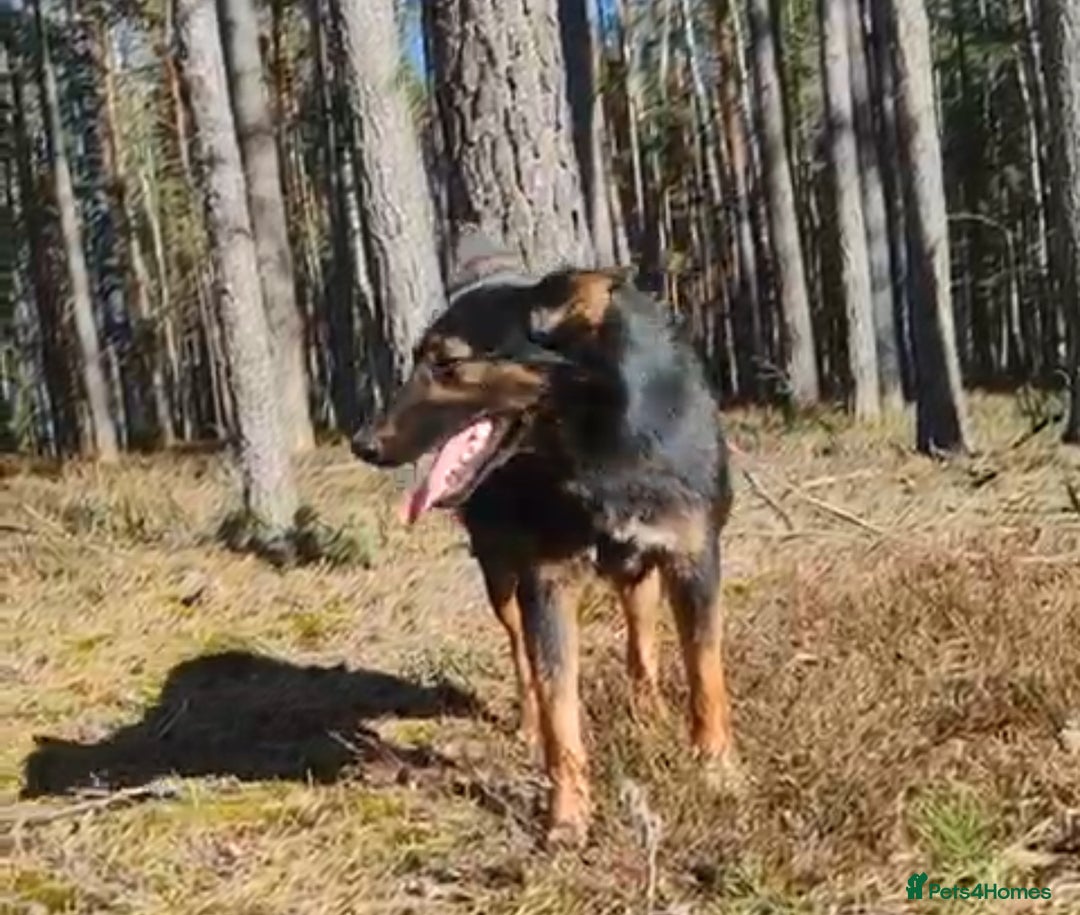 German Shepherd dogs for adoption: Claudia’s Story: The Dog Who Chose to Live - Image 6