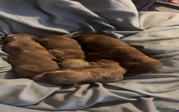 Cockapoo dogs for sale: Beautiful cockapoo baby's  - Image 18