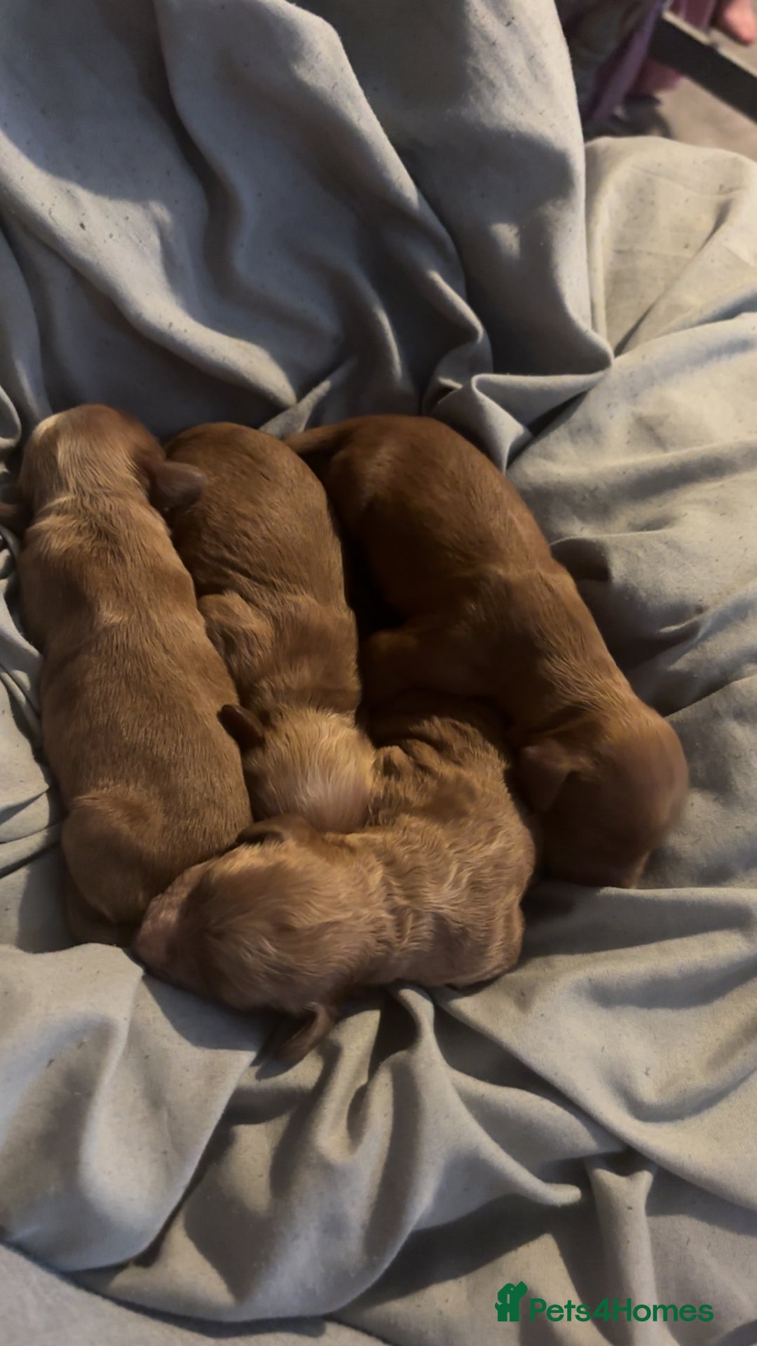 Cockapoo dogs for sale: Beautiful cockapoo baby's  - Image 18