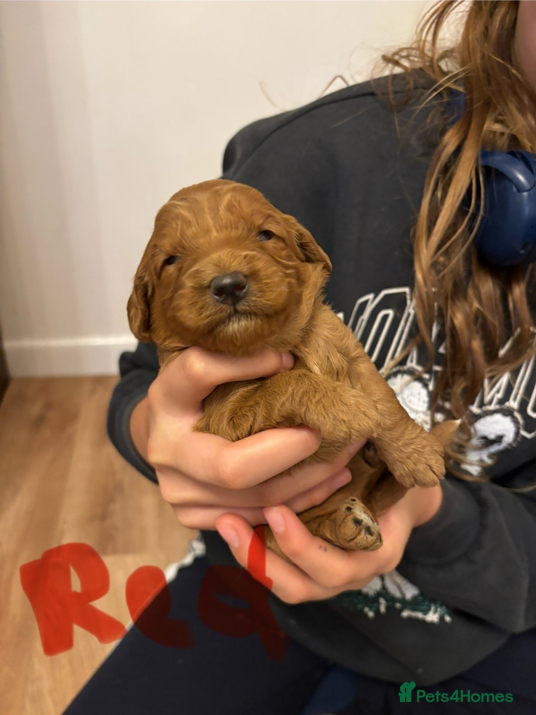 Cavapoo dogs for sale: Gorgeous F1B Cavapoo puppies - Image 8