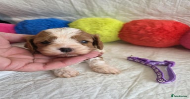Cavapoo dogs - Advert 11